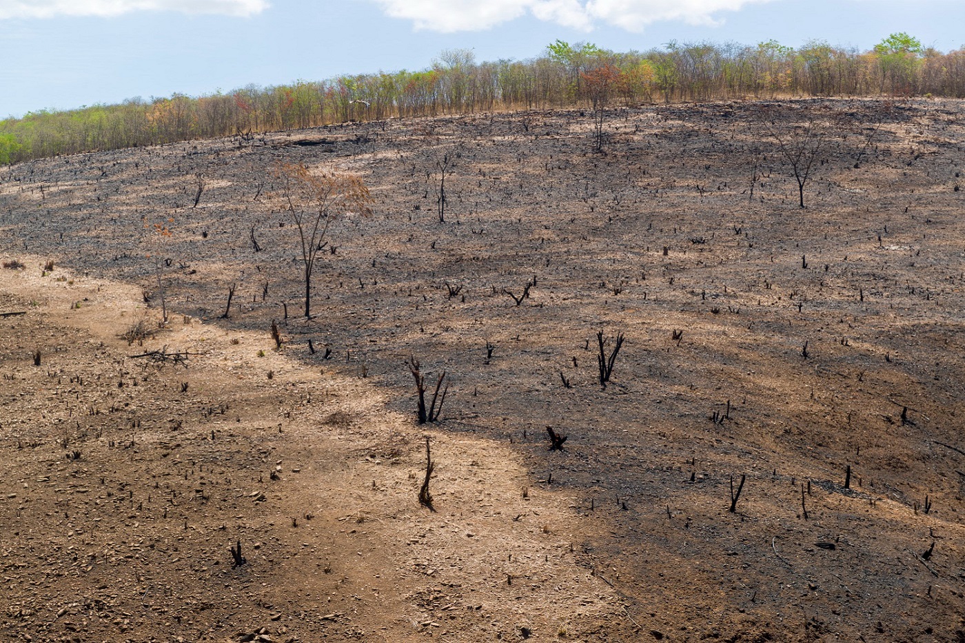 Le buone notizie per la lotta al cambiamento climatico