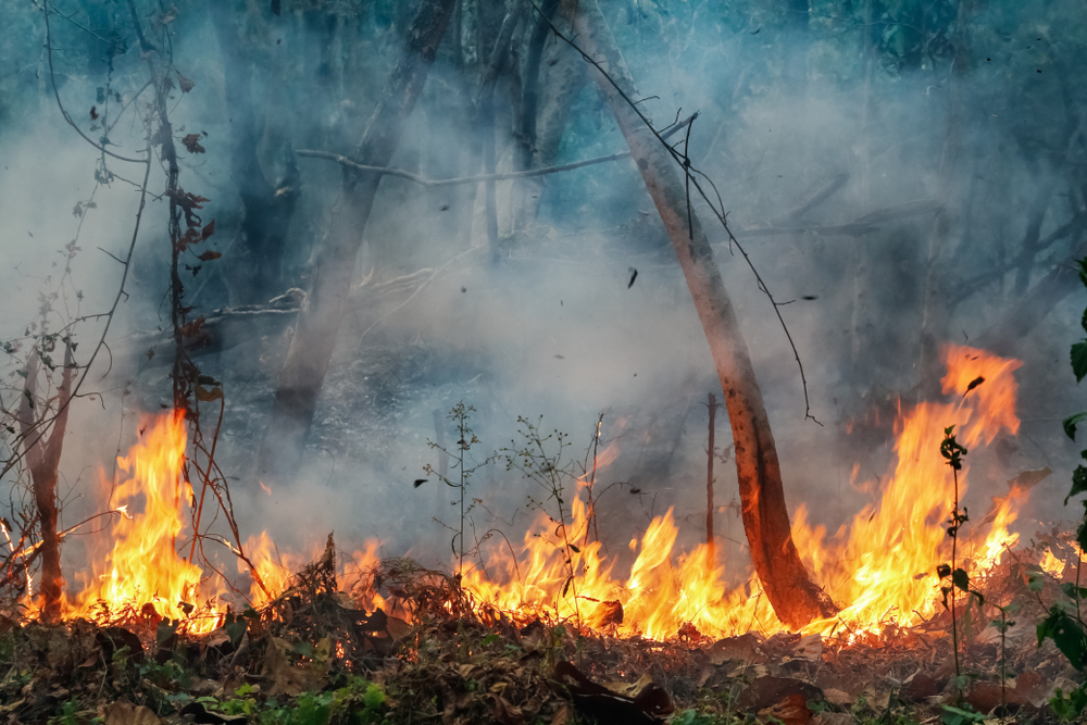 Cosa succede alla foresta amazzonica