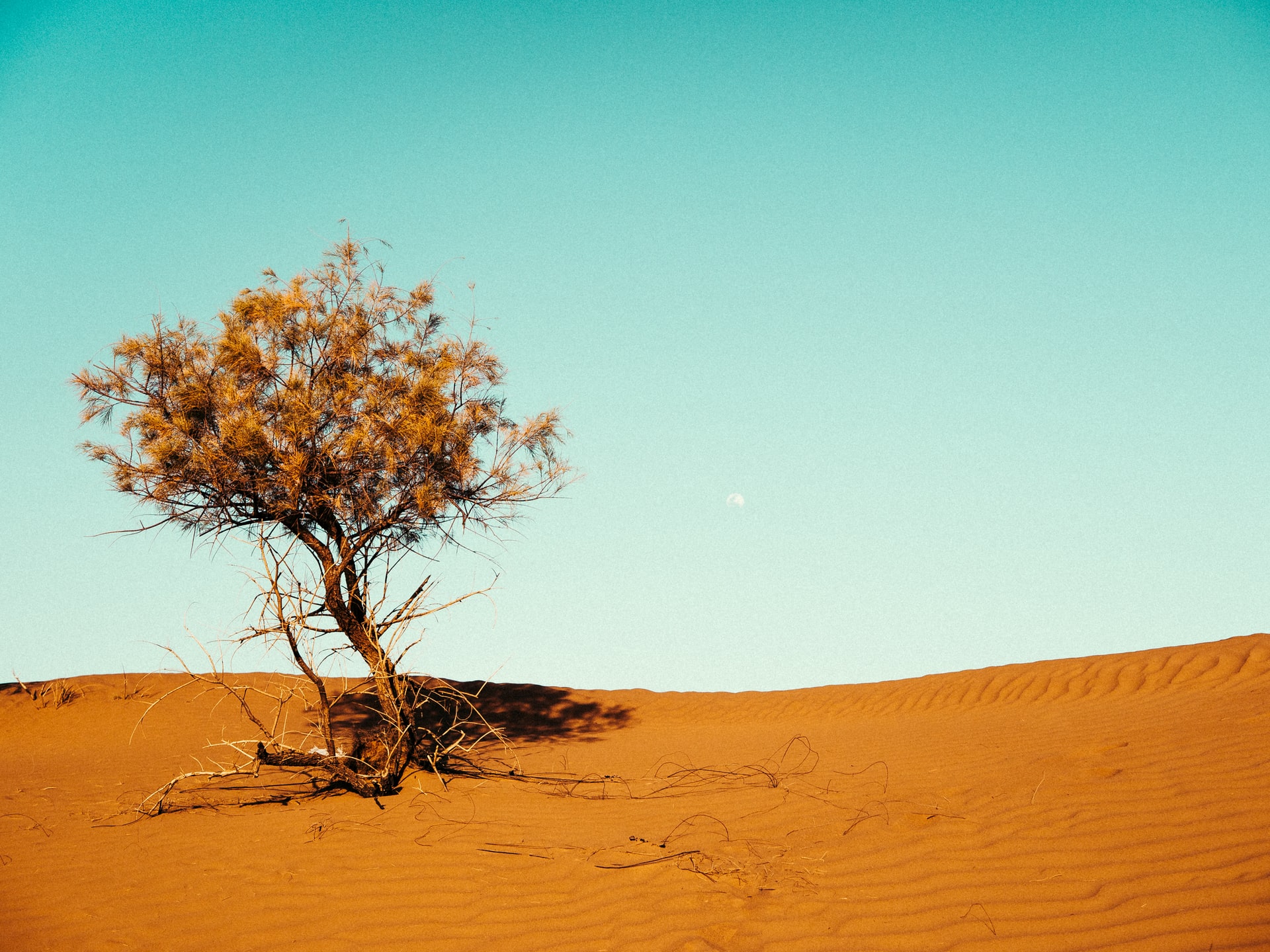 Energia solare nel deserto: non solo fotovoltaico tradizionale