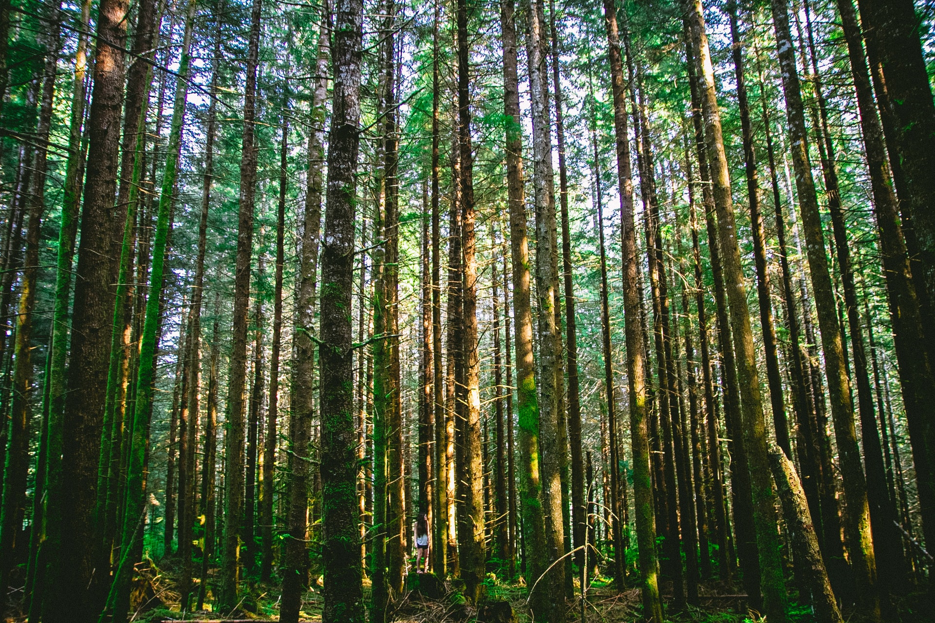 Foreste gestite in maniera sostenibile: scopri la certificazione PEFC
