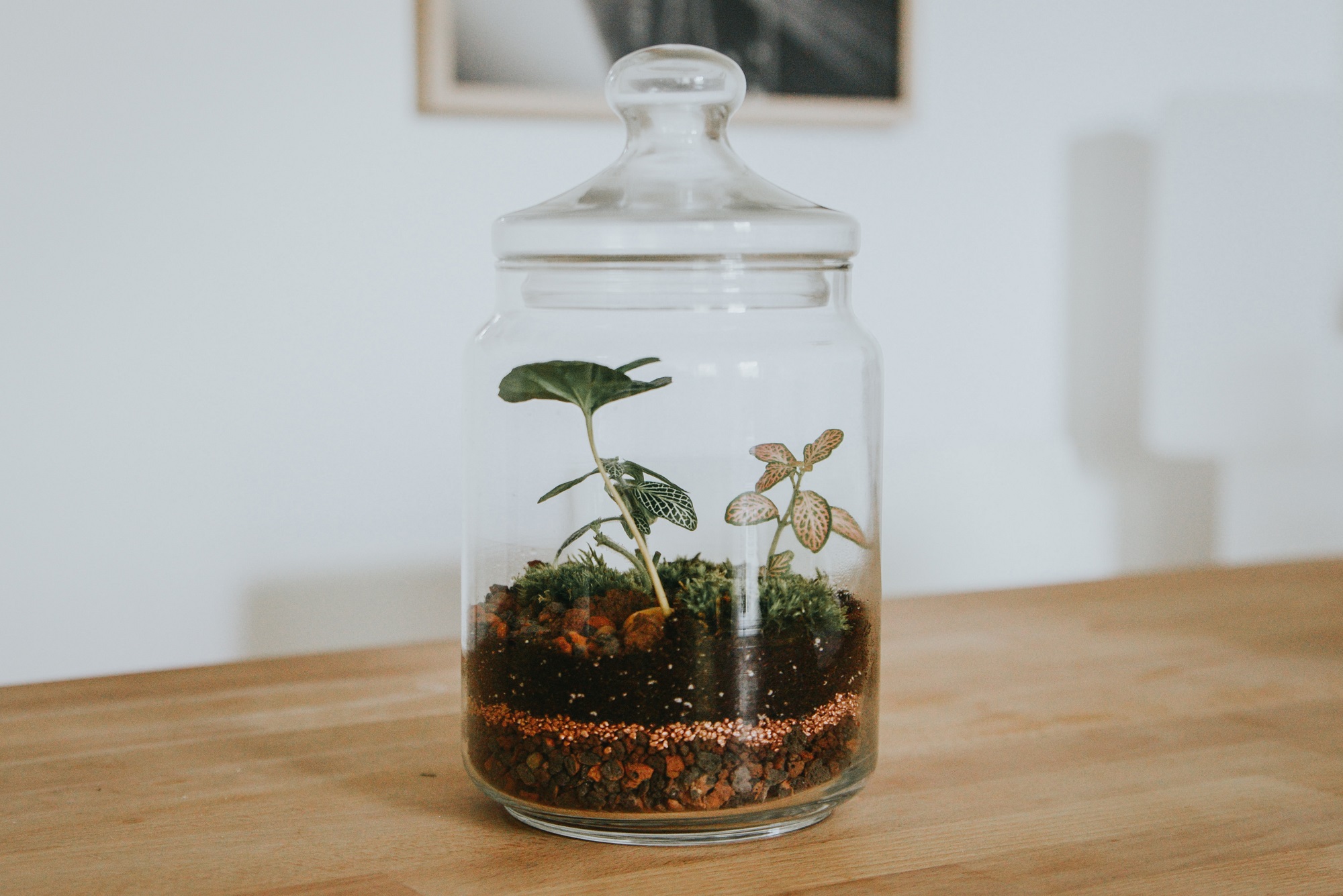 Creare il proprio terrarium