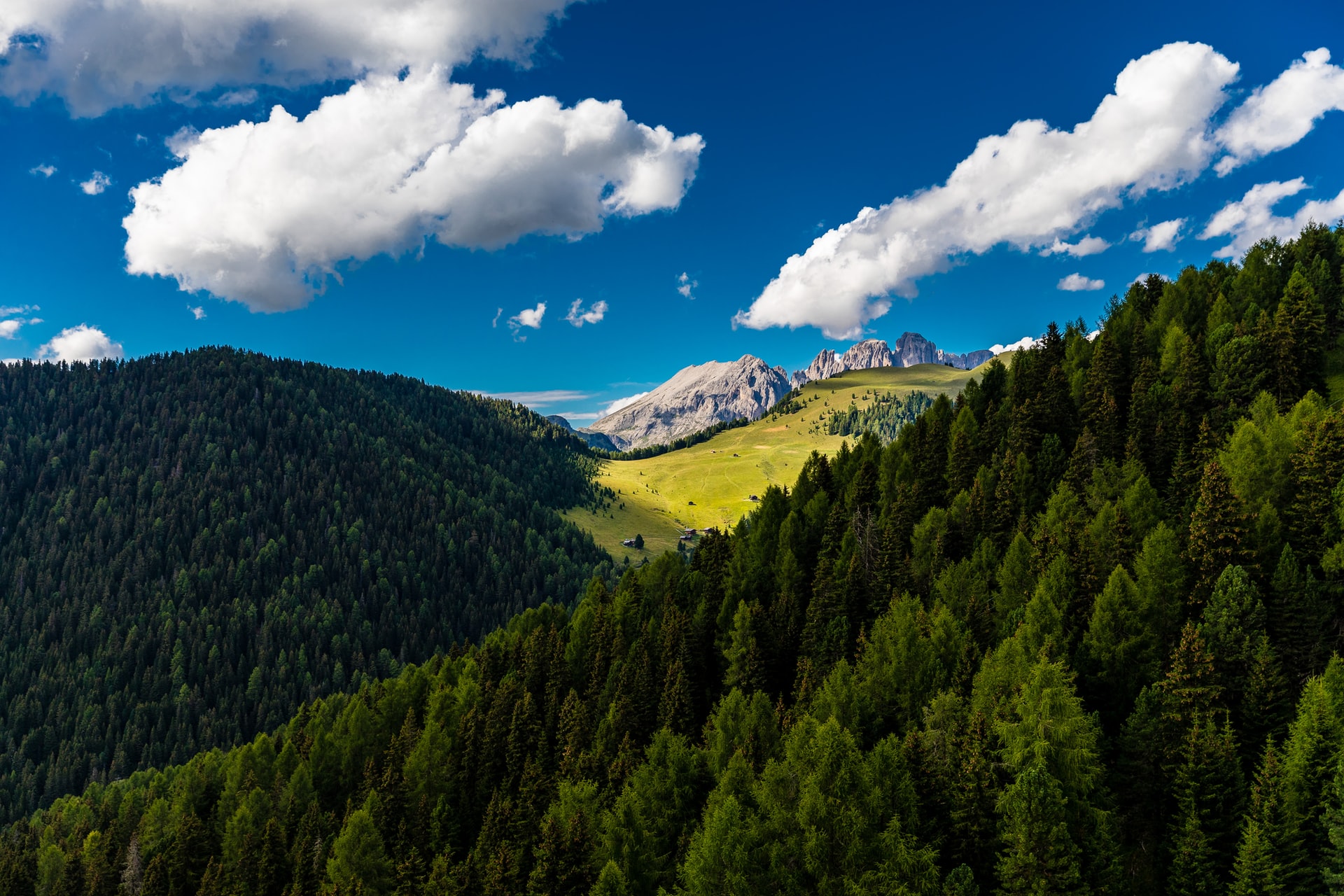 La biodiversità in montagna: difenderla per noi e per l’ambiente