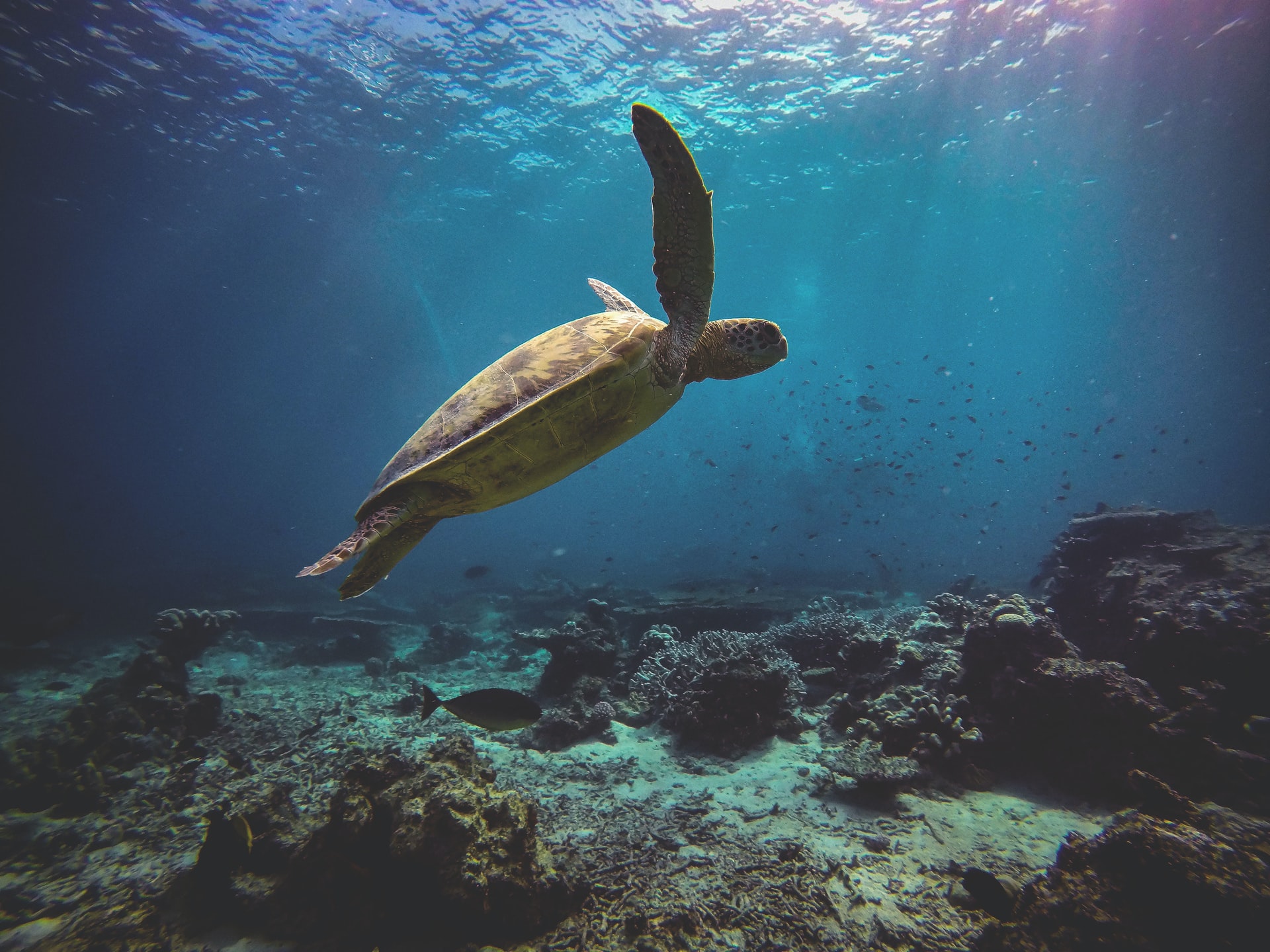 Giornata mondiale delle tartarughe, le sentinelle del nostro mare