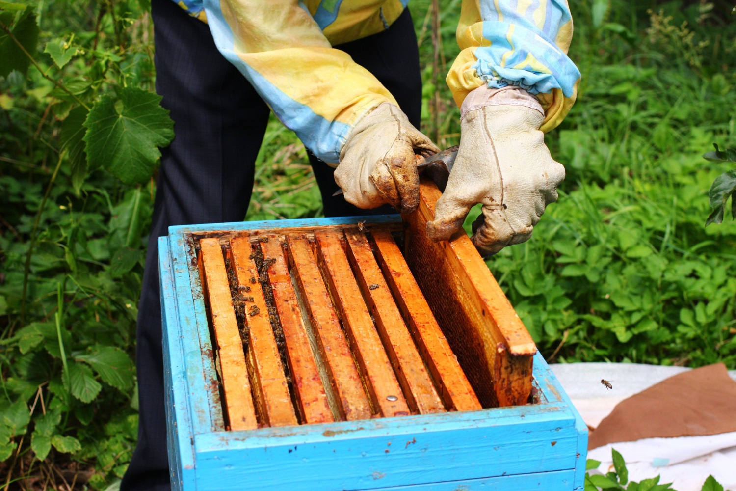 Le api sono a rischio estinzione e…anche noi con loro