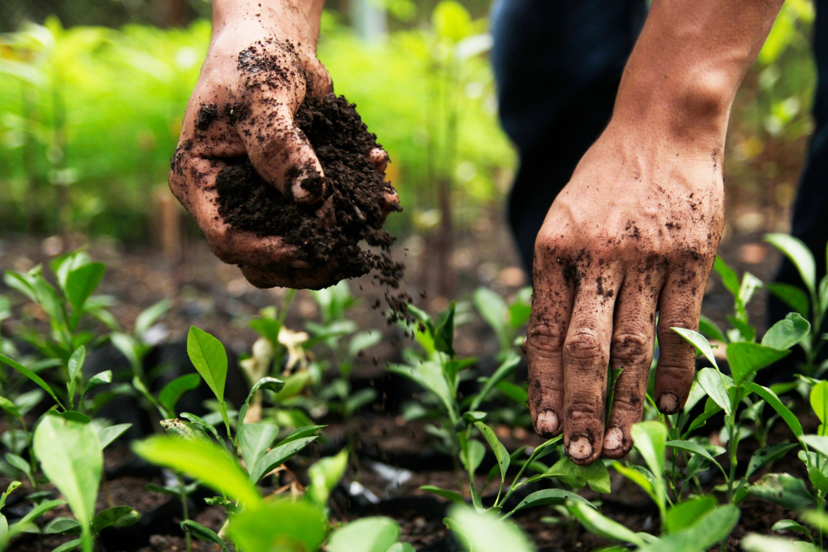 Conservare la biodiversità nel Petén in Guatemala