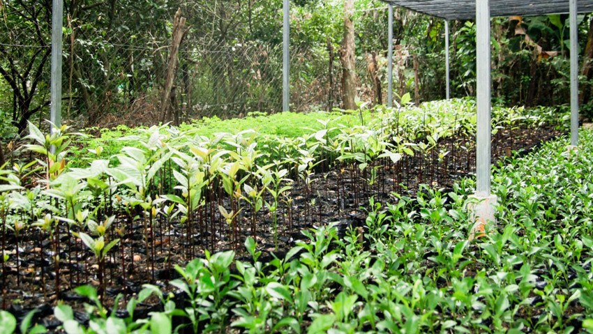 Progetti ambientali ABenergie in Guatemala